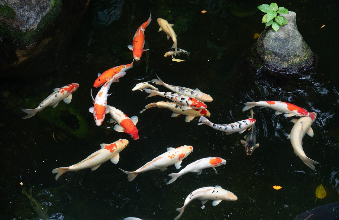 Underwater World Langkawi: Dive into an Oceanic Adventure Koi fishes