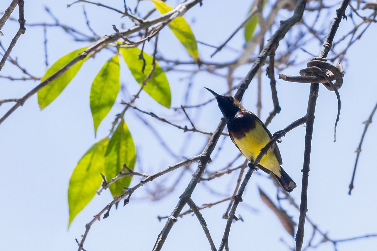 Eco adventure by Darulaman Sanctuary: Unveiling the Enchantment bird