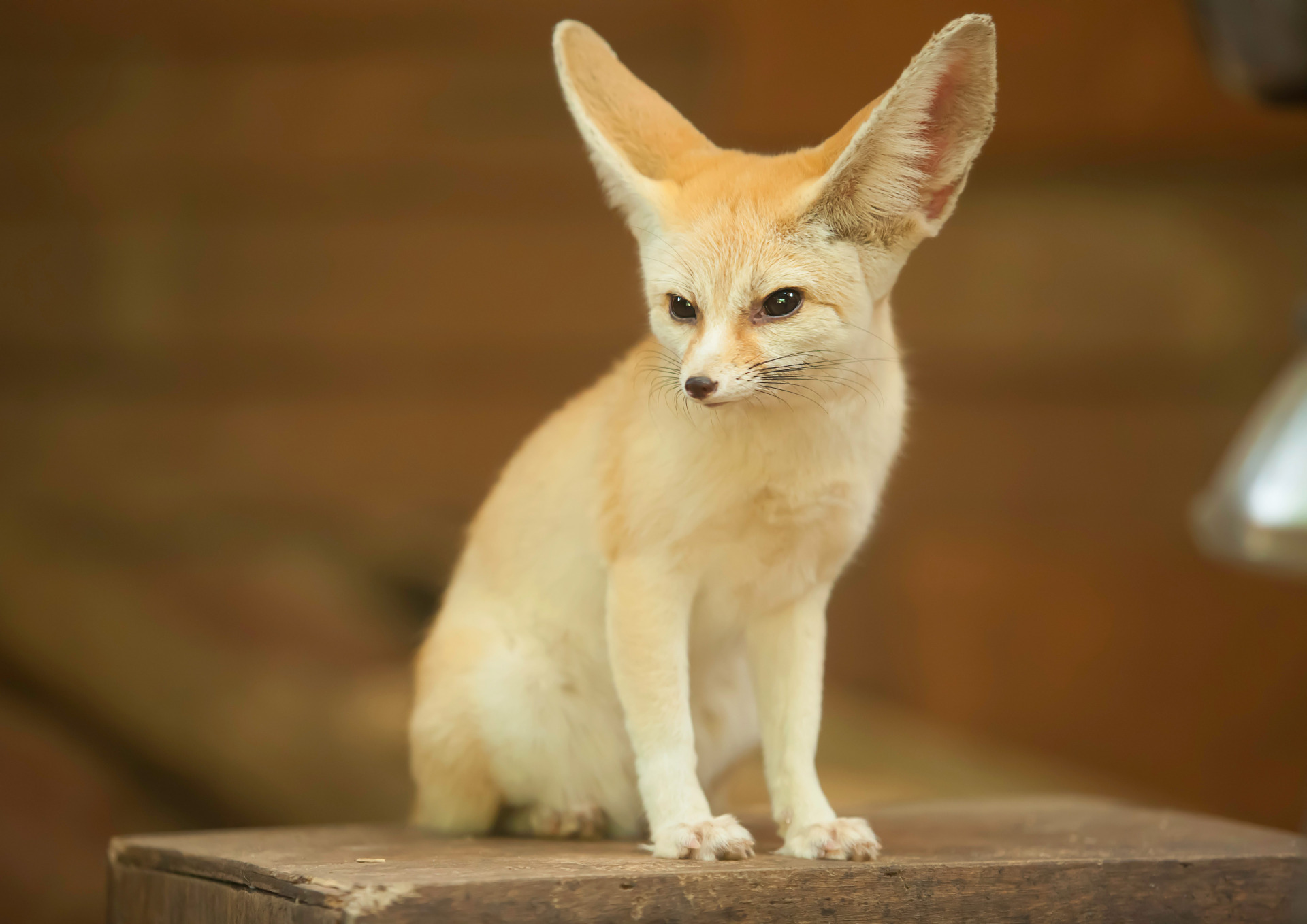 Langkawi Wildlife Park a beautiful fox 