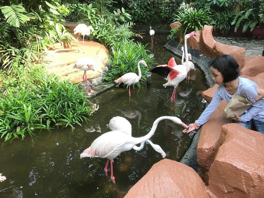 Things to do in Langkawi during New Year Explore the Wildlife at Langkawi Wildlife Park & Bird Paradise
