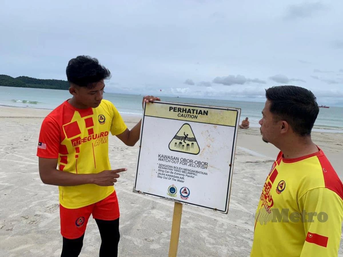 when jellyfish appear