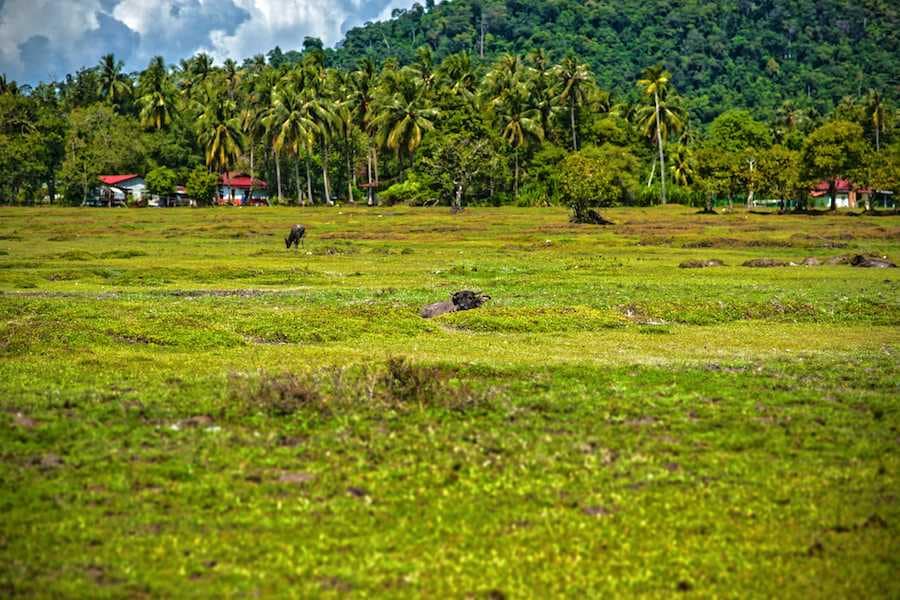 What is in Pulau Tuba Limestone Rock Formation