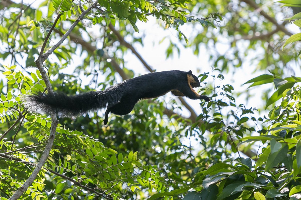 Eco adventure by Darulaman Sanctuary: Unveiling the Enchantment flying squirrel