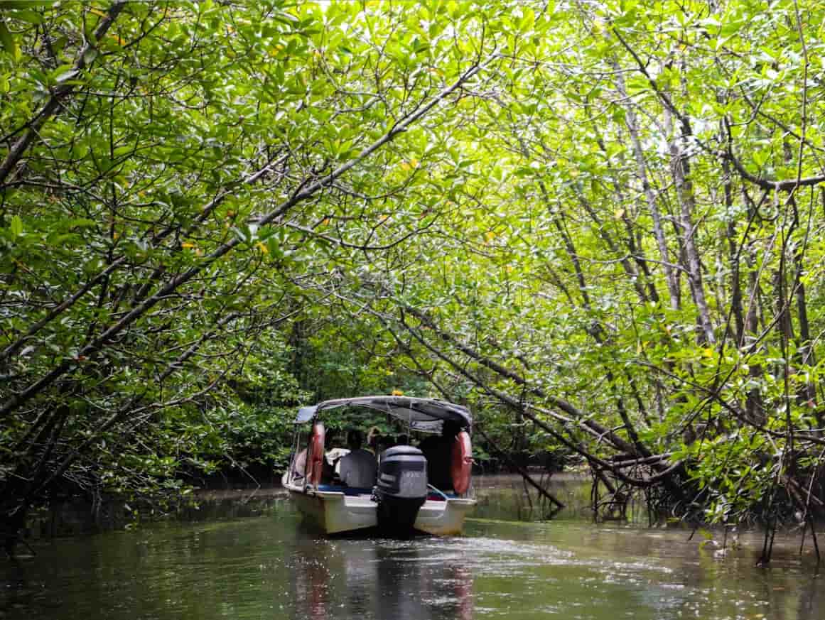 Top Tourist Attractions in Langkawi Kubang Badak BioGeo Trail