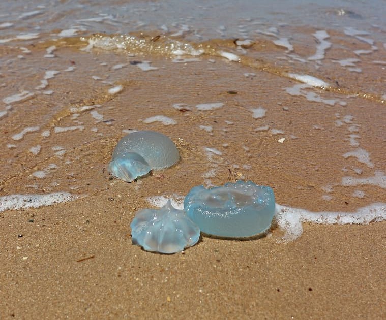 jellyfish season langkawi