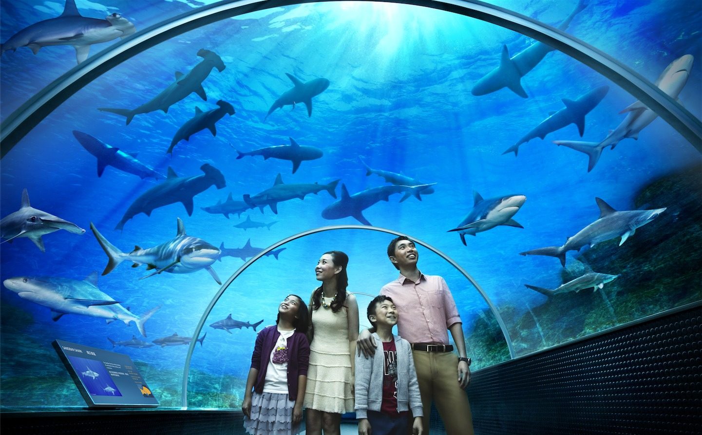 Things to do in Langkawi during New Year View sea creatures at Underwater World Langkawi