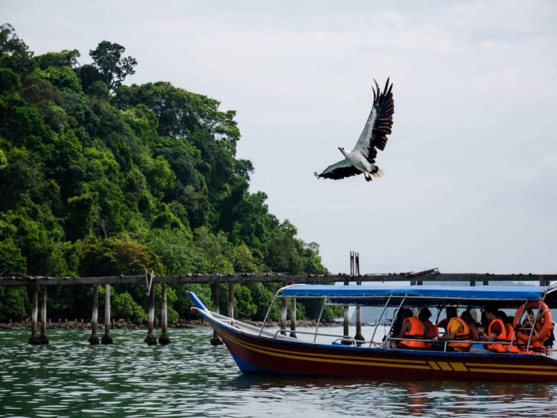 eagle feeding during island hopping tour in langkawi